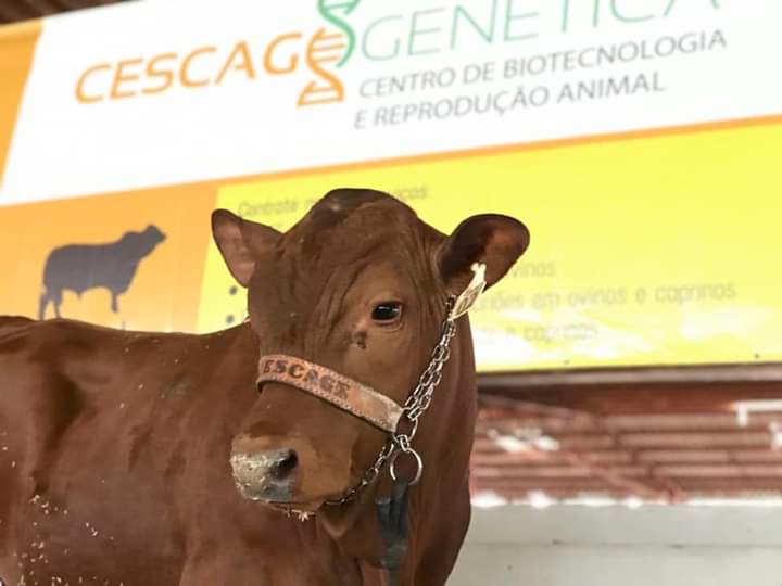 Cescage Genética participará da Feira Paraná