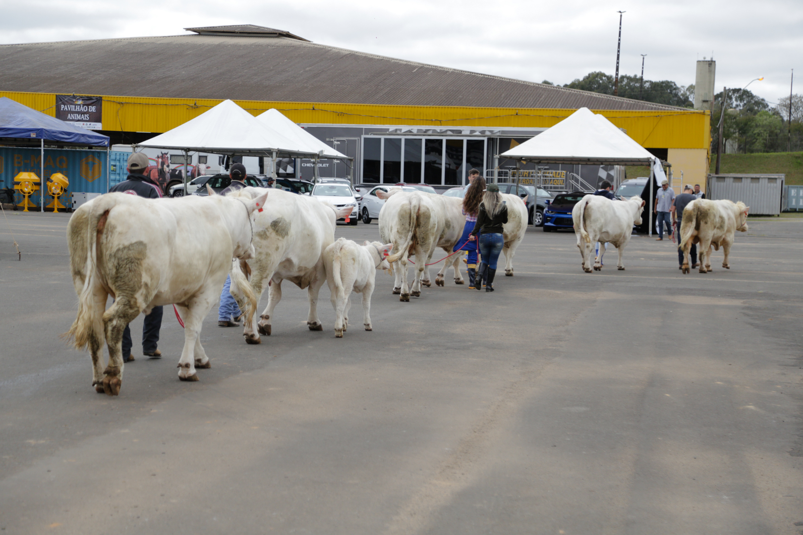 Contagem regressiva: Feira Paraná começa a receber animais